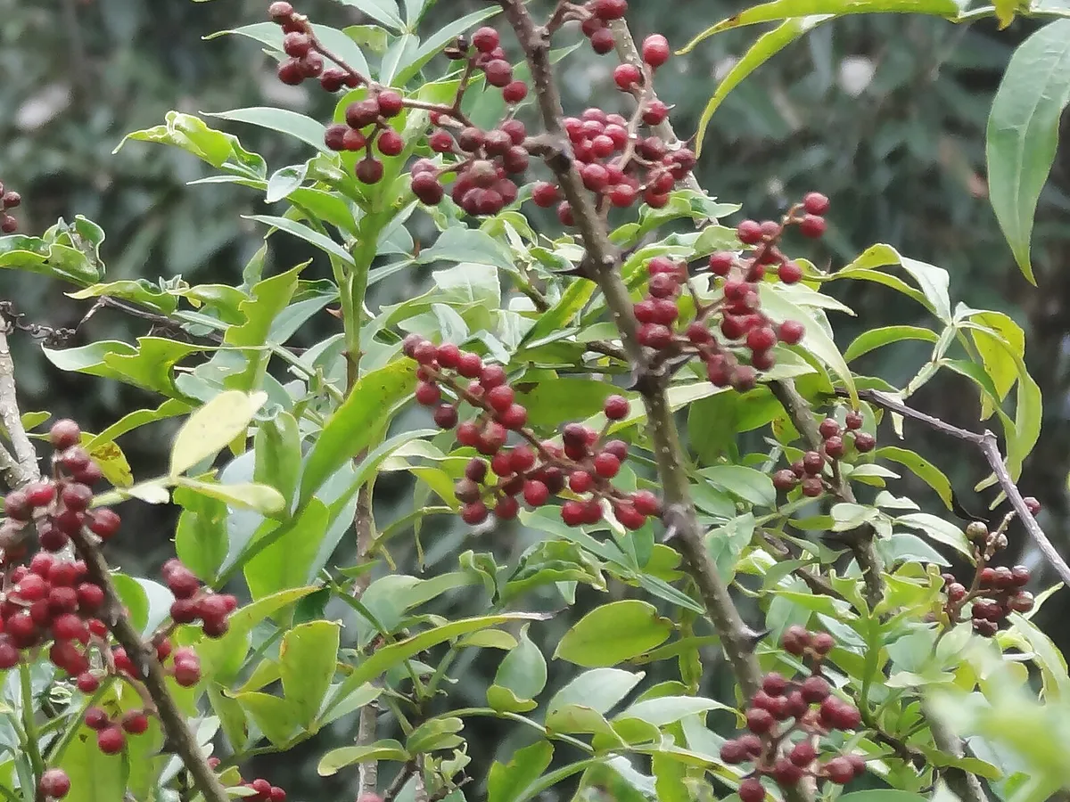 Timut Pepper berries ripening on the branch